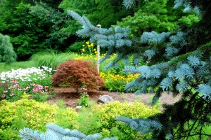 Friendship Garden Summer 5